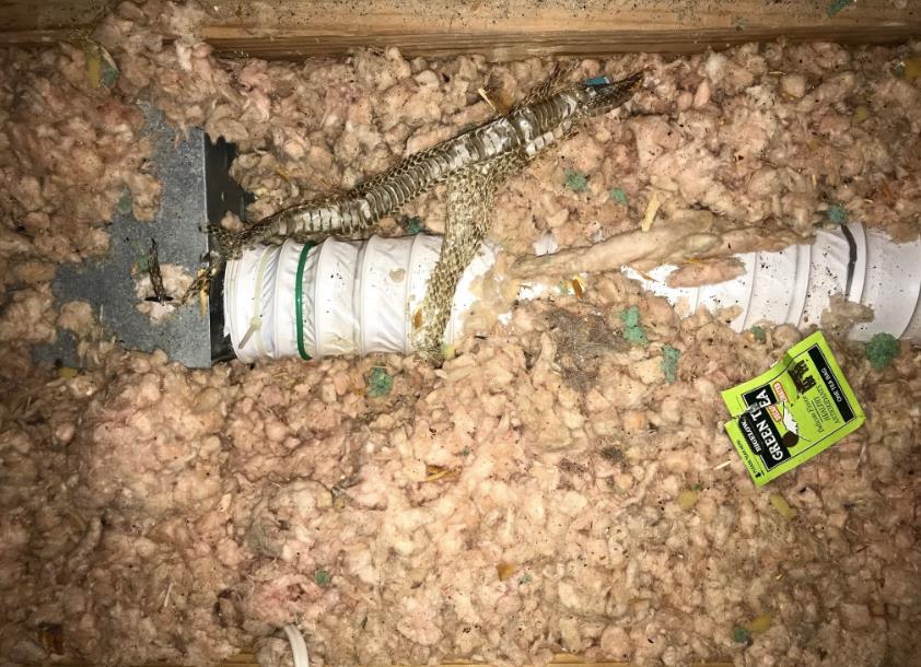 snake skin in an attic