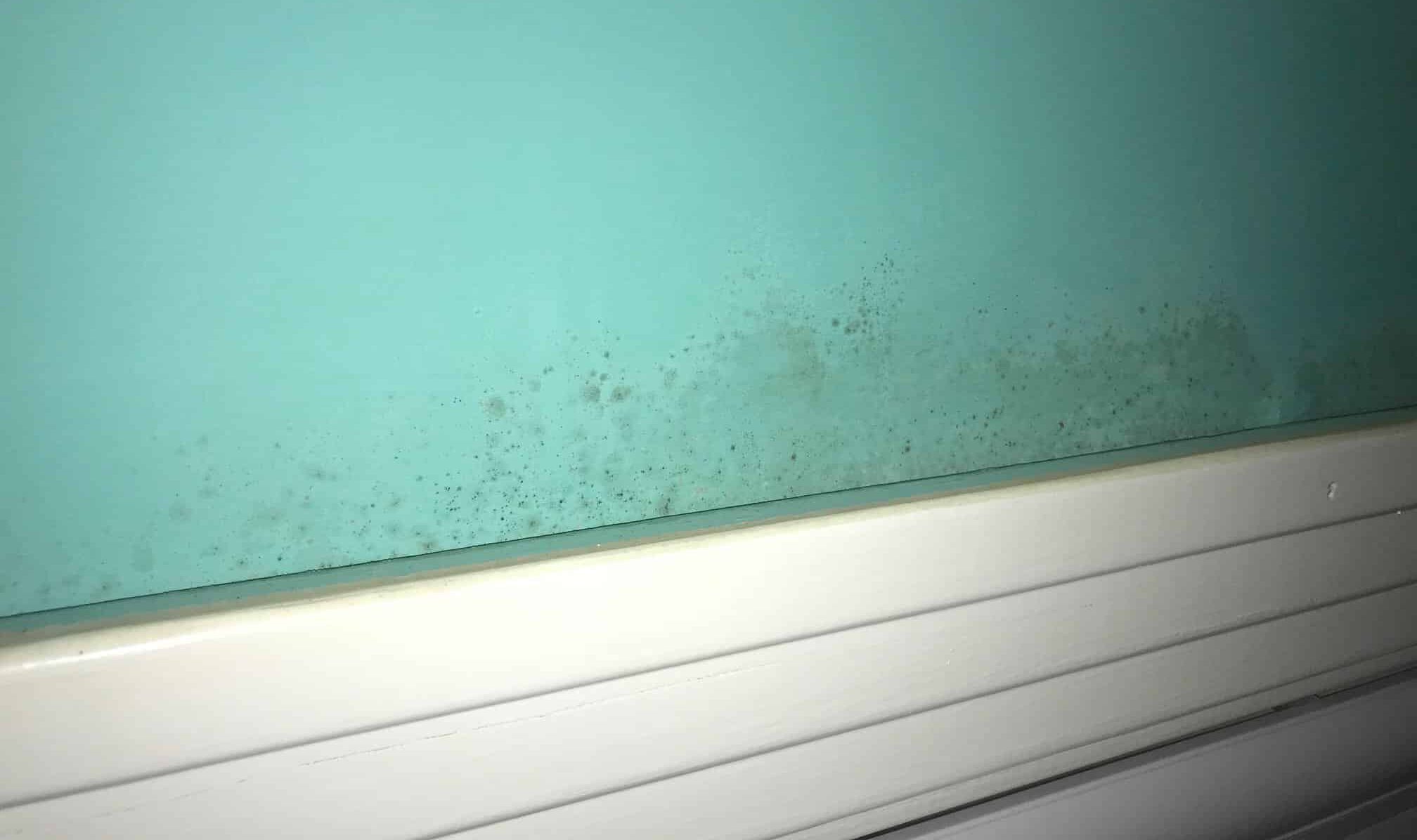38128700_10155686795644646_376846576649240576_n wall with mold growth